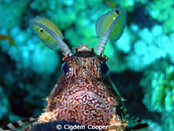 common lionfish by Cigdem Cooper 